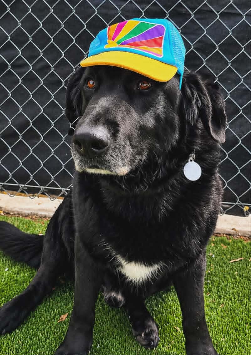 Picture of the Animal Listed